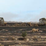 Hasta 284 ganaderías afectadas por el fuego reciben 3,8 millones de kilos de pienso y paja