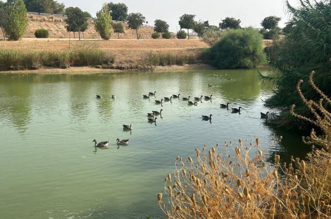 La gripe aviar ha causado la muerte de los patos en los parques de Sevilla