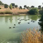 La gripe aviar ha causado la muerte de los patos en los parques de Sevilla