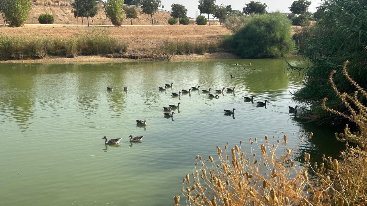 La gripe aviar continúa su expansión: 20 aves muertas halladas en Córdoba