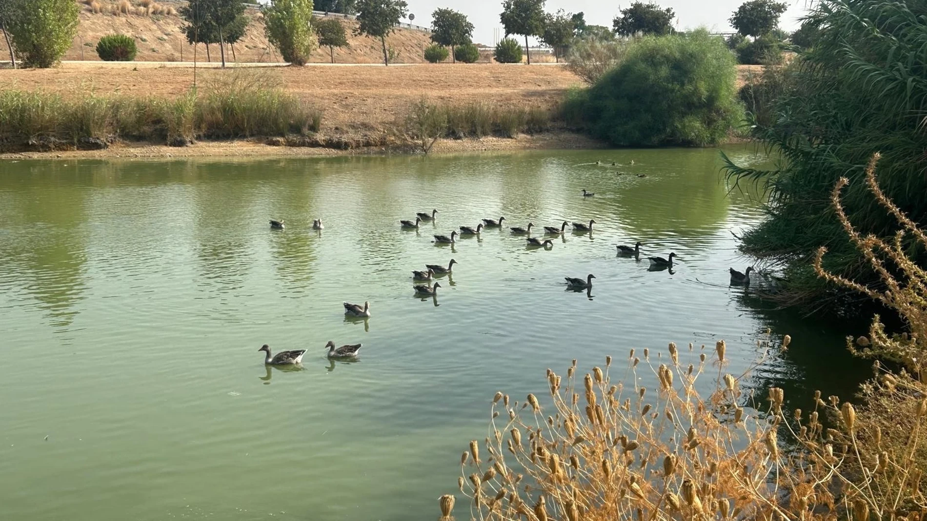 La gripe aviar ha causado la muerte de los patos en los parques de Sevilla