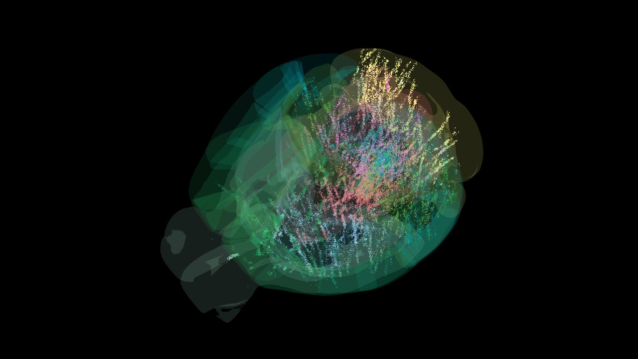 Estas 650.000 neuronas han sido “pilladas” durante la toma de decisiones en el mapa de la actividad cerebral más completo que tenemos