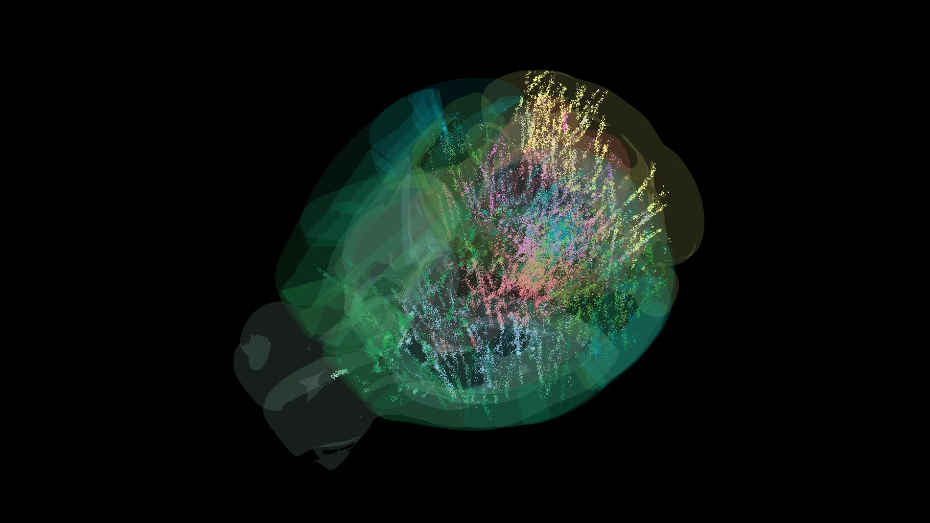 Visualización de 75.000 neuronas (puntos de colores) activas en todo el cerebro de un ratón adulto durante la toma de decisiones. Los puntos más grandes indican neuronas más activas. Este mapa, más modesto que el de 650.000 neuronas, pertenece a uno de los dos estudios publicados simultáneamente por IBL en Nature.