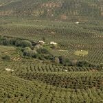 Las altas temperaturas y la ausencia de lluvias han pasado factura al olivar andaluz