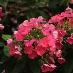 Secretos de los geranios: La planta atemporal para un balcón repleto de flores hasta en otoño