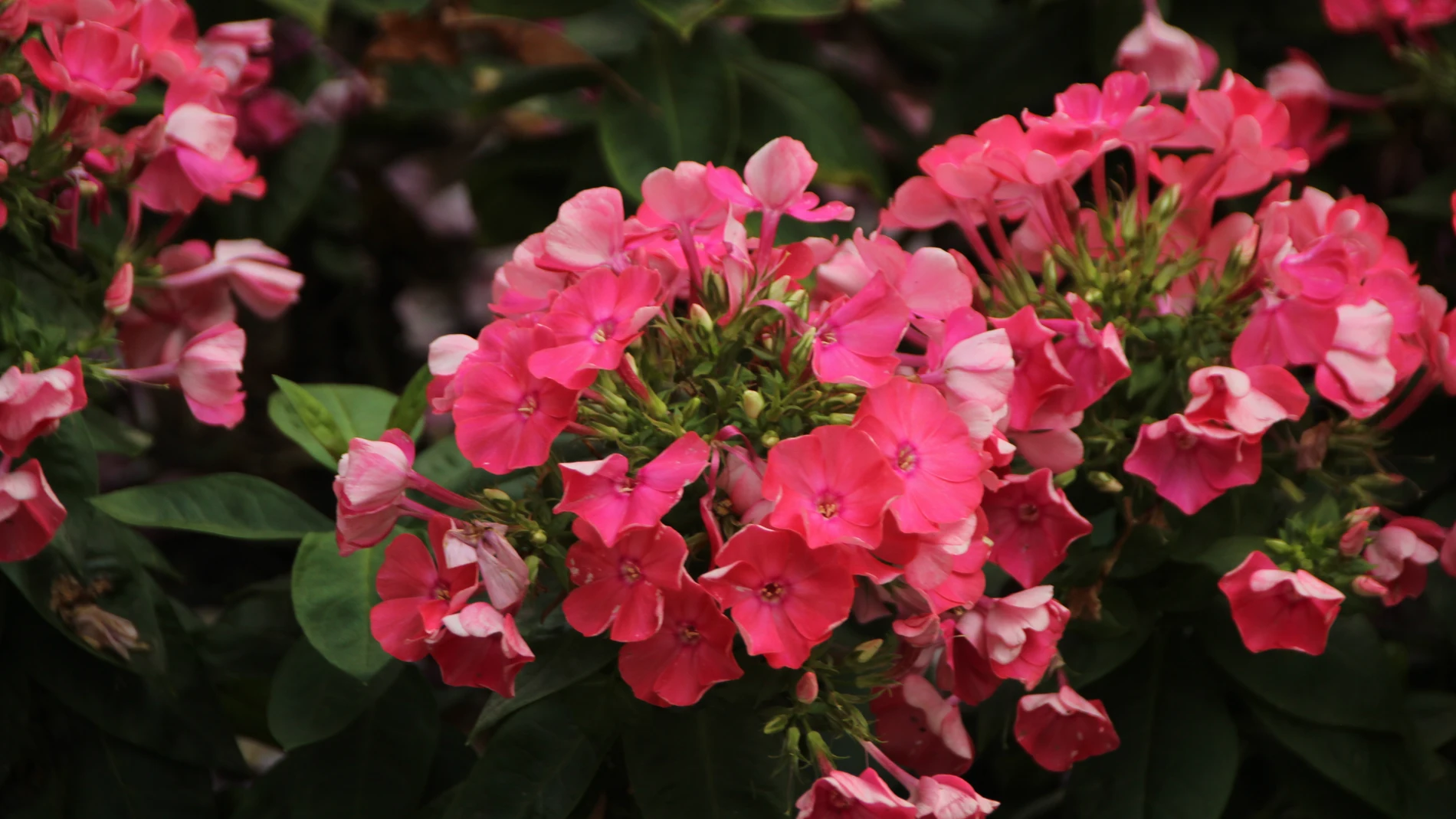 Secretos de los geranios: La planta atemporal para un balcón repleto de flores hasta en otoño