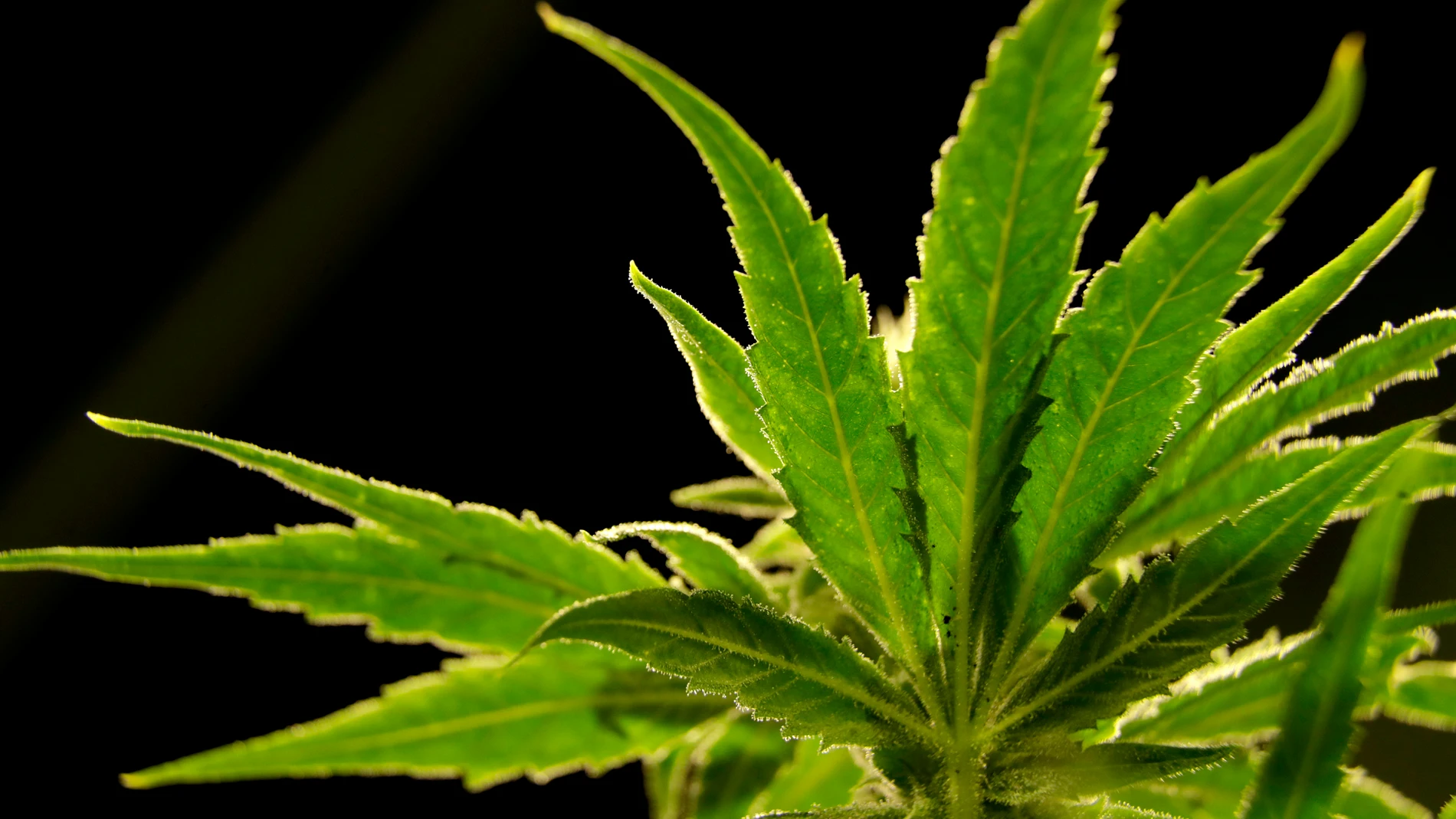 FILE - A marijuana plant is seen at a medical marijuana dispensary in Egg Harbor Township, N.J., March 22, 2019. (AP Photo/Julio Cortez, File)