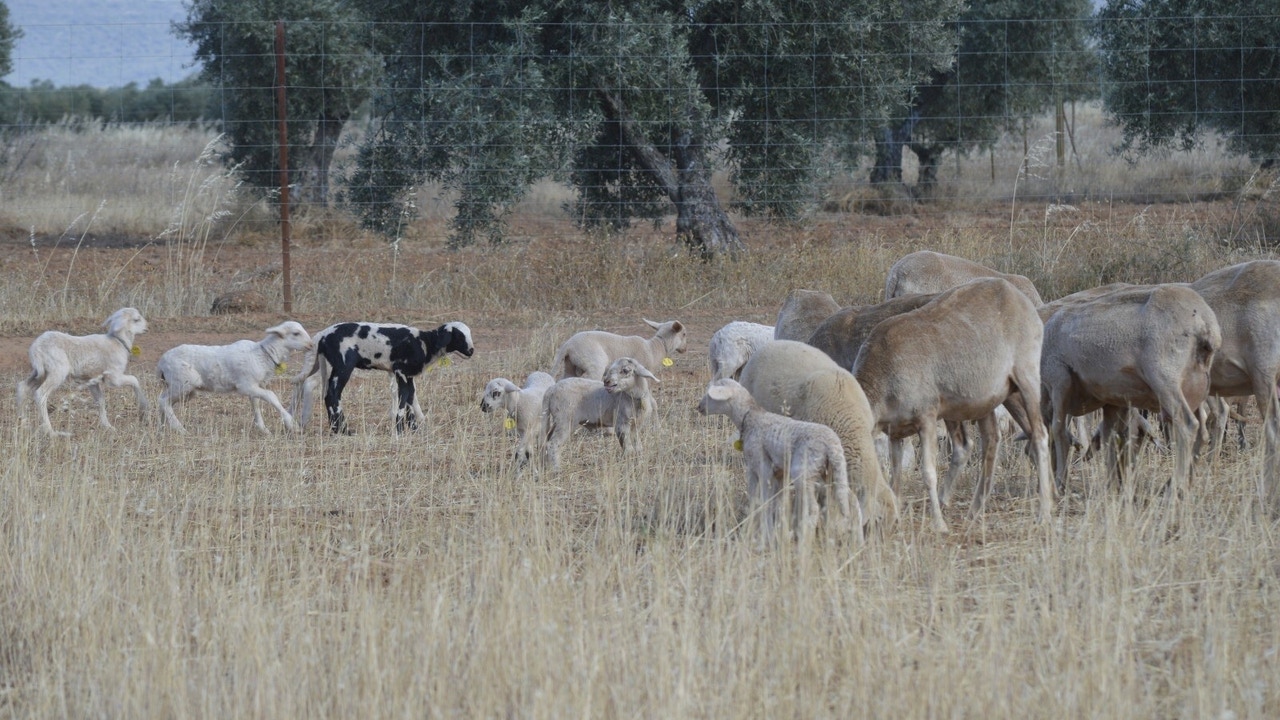 Morille se protege del fuego con un equipo "antiincendios" de cabras, ovejas y gallinas
