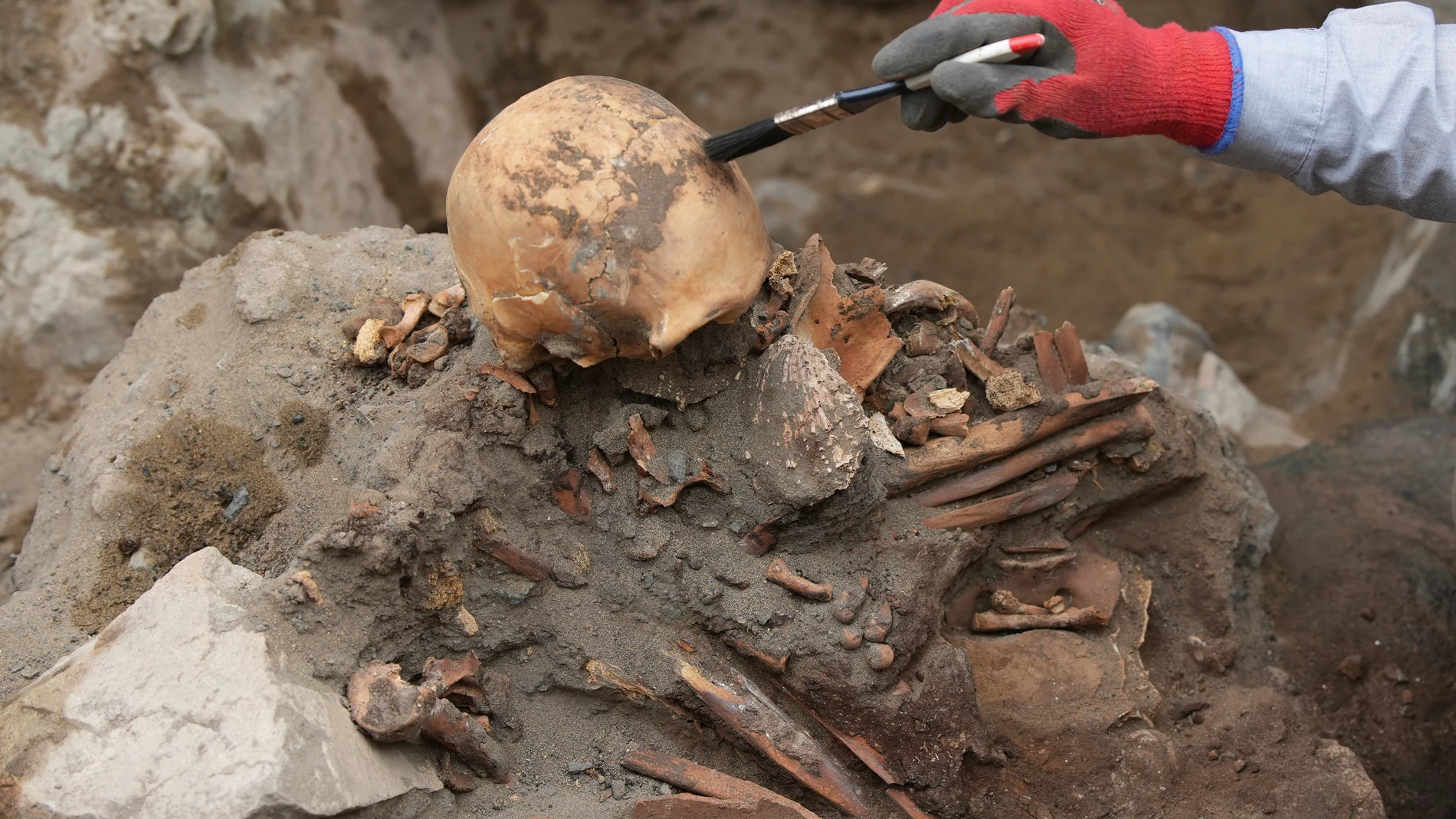 Archaeologist Jose Aliaga cleans a skull from the pre-Inca Ychsma culture after bones and artifacts were found by city workers digging a natural gas line for the company Calidda in the Santiago de Surco district of Lima, Peru, Wednesday, Sept. 3, 2025. (AP Photo/Guadalupe Pardo)