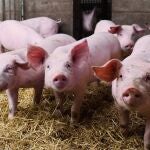 AVA-Asaja acusa a la UE de "sacrificar al sector porcino" tras anunciar China aranceles temporales a la carne de cerdo