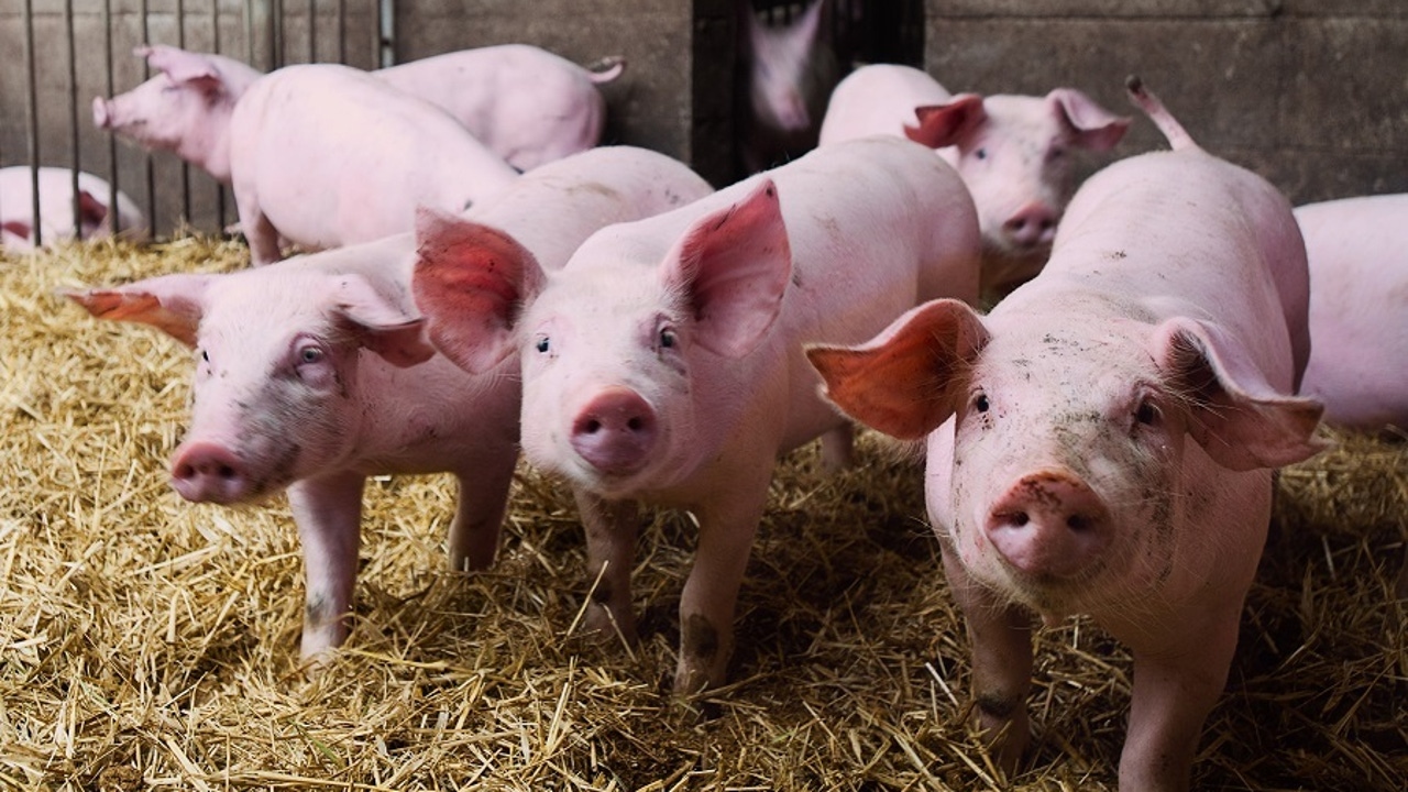 China impondrá temporalmente aranceles del más del 60% sobre la carne de cerdo de la Unión Europea