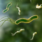 La bacteria 'silenciosa' que preocupa a los expertos: podría provocar cáncer