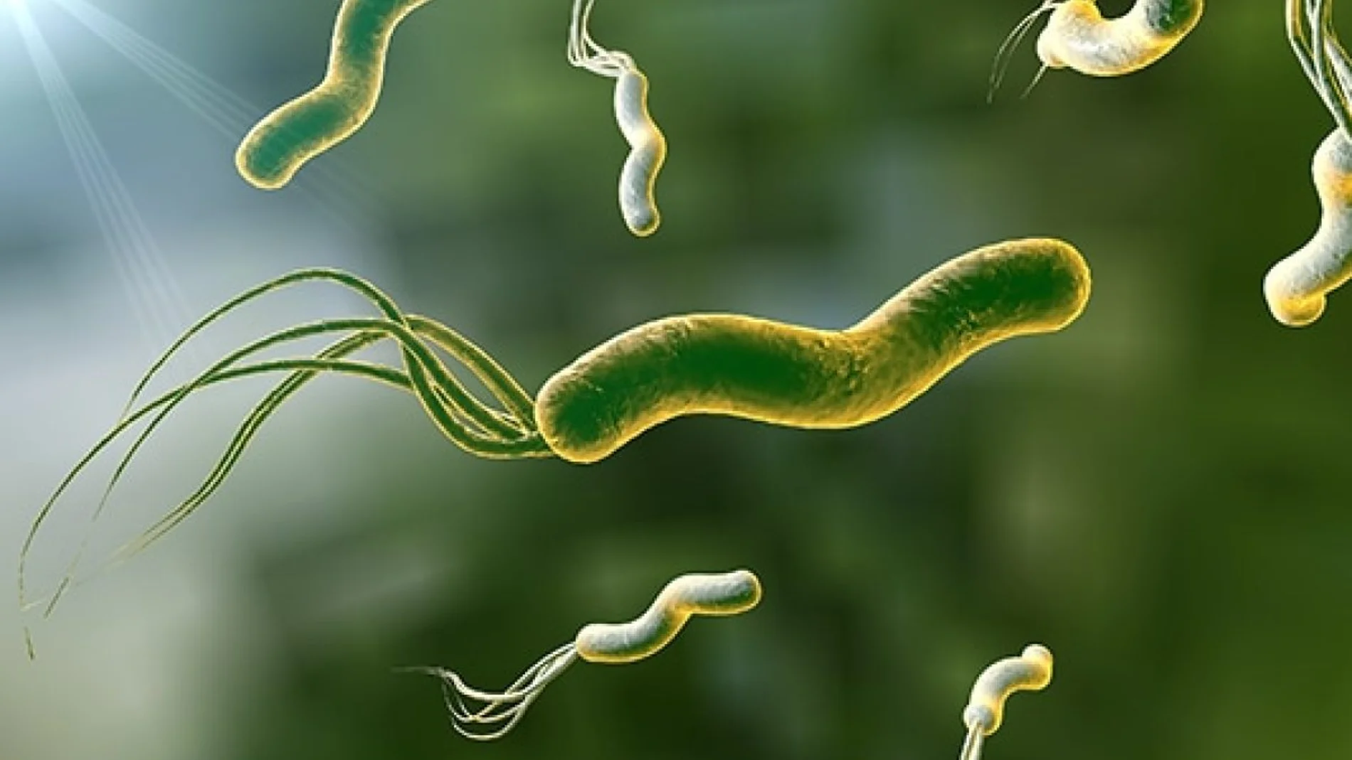 La bacteria 'silenciosa' que preocupa a los expertos: podría provocar cáncer
