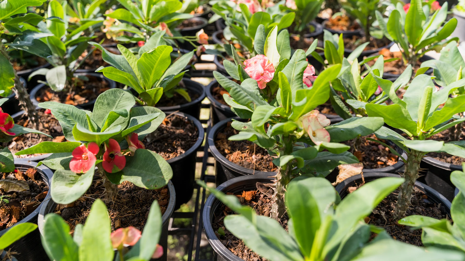 Las 5 plantas que debes podar en septiembre antes del cambio de temperaturas