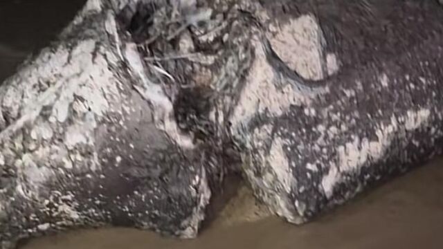 Temor entre los turistas de Mallorca por la aparición de un tiburón muerto con mordeduras de otro depreda