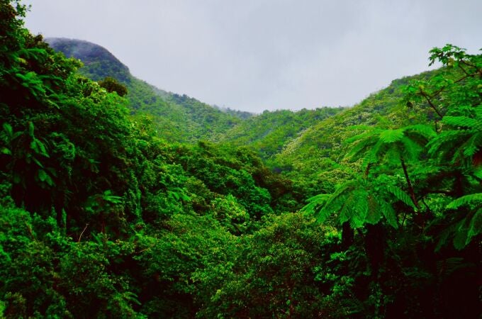 Río Grande, Bosque Nacional El Yunque, la única selva tropical bajo bandera estadounidense