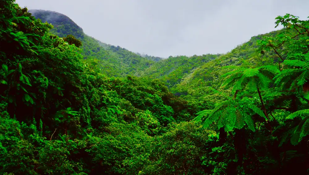Río Grande, Bosque Nacional El Yunque, la única selva tropical bajo bandera estadounidense