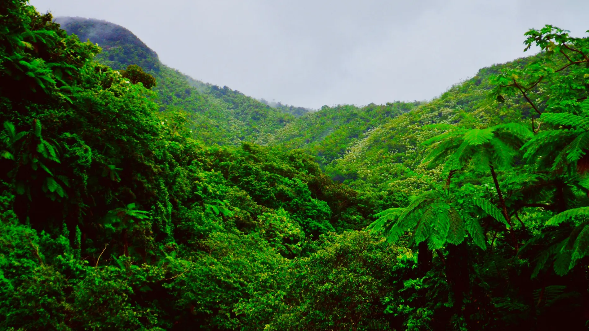 Río Grande, Bosque Nacional El Yunque, la única selva tropical bajo bandera estadounidense