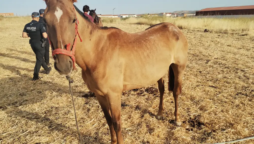 Sucesos.- Policía Local de Los Santos halla cuatro caballos y un asno sin identificación en varios asentamientos nómadas