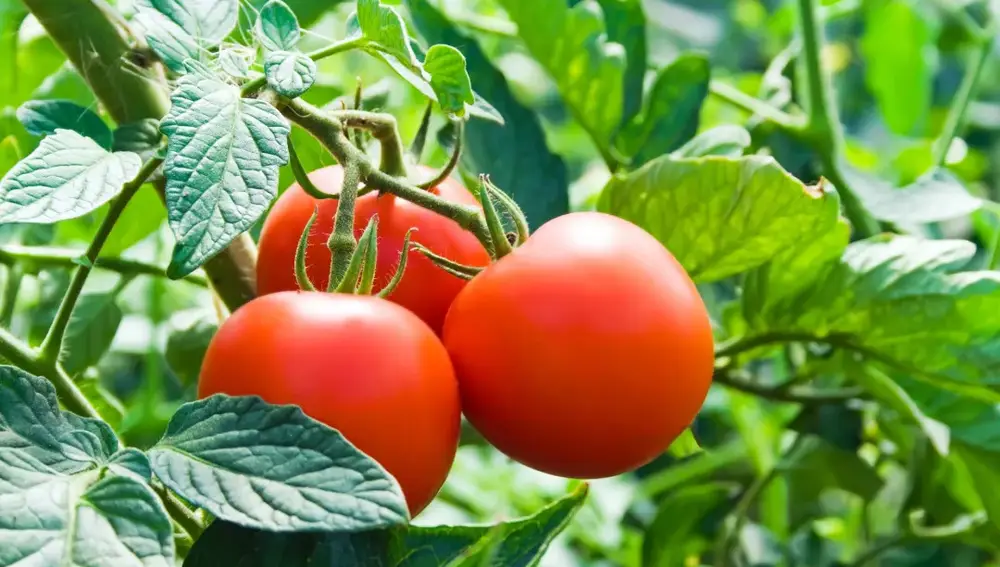 Tomatera