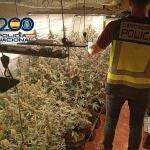 La Policía Nacional desmantela un laboratorio de marihuana con 120 plantas en un chalet en Cheste