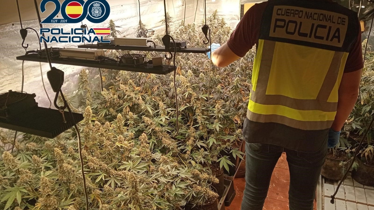 La Policía Nacional desmantela un laboratorio con 120 plantas de marihuana en un chalet en Cheste (Valencia)