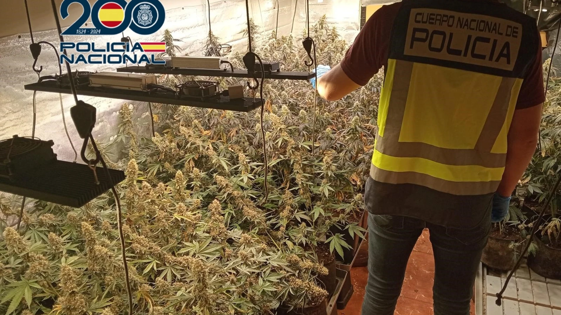 La Policía Nacional desmantela un laboratorio de marihuana con 120 plantas en un chalet en Cheste REMITIDA / HANDOUT por POLICÍA NACIONAL Fotografía remitida a medios de comunicación exclusivamente para ilustrar la noticia a la que hace referencia la imagen, y citando la procedencia de la imagen en la firma 06/09/2025