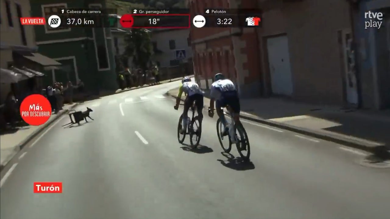 El viral momento en el que un perro atado a una silla casi se lleva por delante a dos ciclistas de la Vuelta