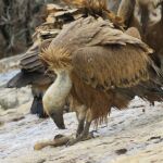 Castilla y León apuesta por el seguimiento de las especies de buitres más amenazados 