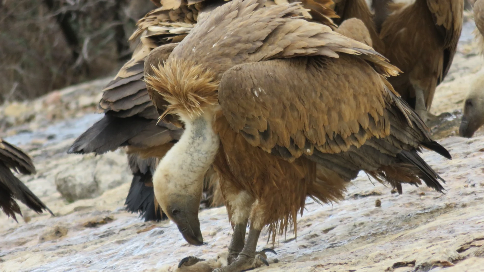 Castilla y León apuesta por el seguimiento de las especies de buitres más amenazados