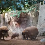 El potamoquero rojo, la desconocida especie africana que se multiplica en un zoo de Málaga