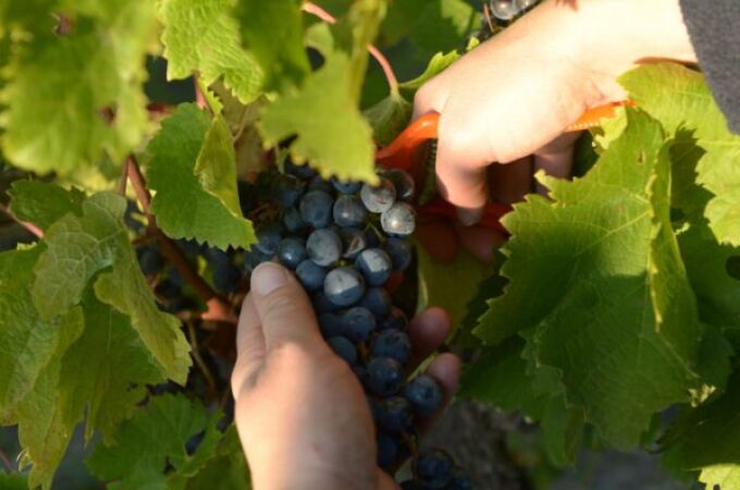 Príncipe de Viana Crianza 2021 logra 95 puntos en los Decanter World Wine Awards 2025