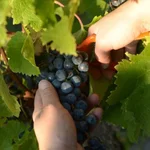 Príncipe de Viana Crianza 2021 logra 95 puntos en los Decanter World Wine Awards 2025