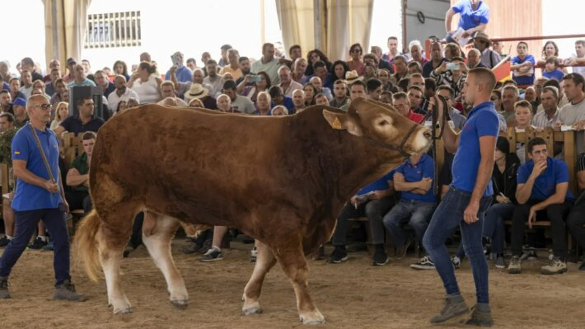 Subasta Nacional de Ganado Bovino de Salamaq