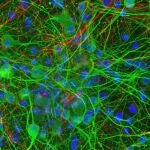 Descubren que ciertas bacterias intestinales modifican directamente la actividad de las neuronas al tocarlas Descubren que ciertas bacterias intestinales modifican directamente la actividad de las neuronas al tocarlas
