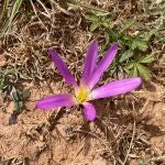 La única flor que ha vuelto a salir en las tierras calcinadas por los incendios
