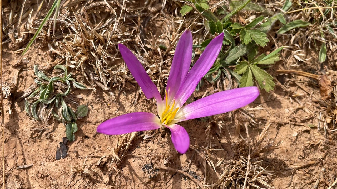 La única flor que ha vuelto a salir en las tierras calcinadas por los incendios
