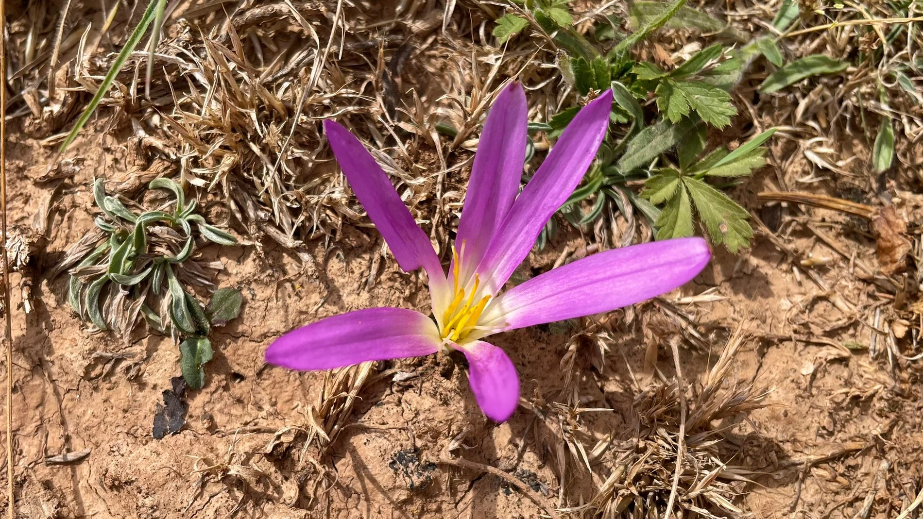 La única flor que ha vuelto a salir en las tierras calcinadas por los incendios