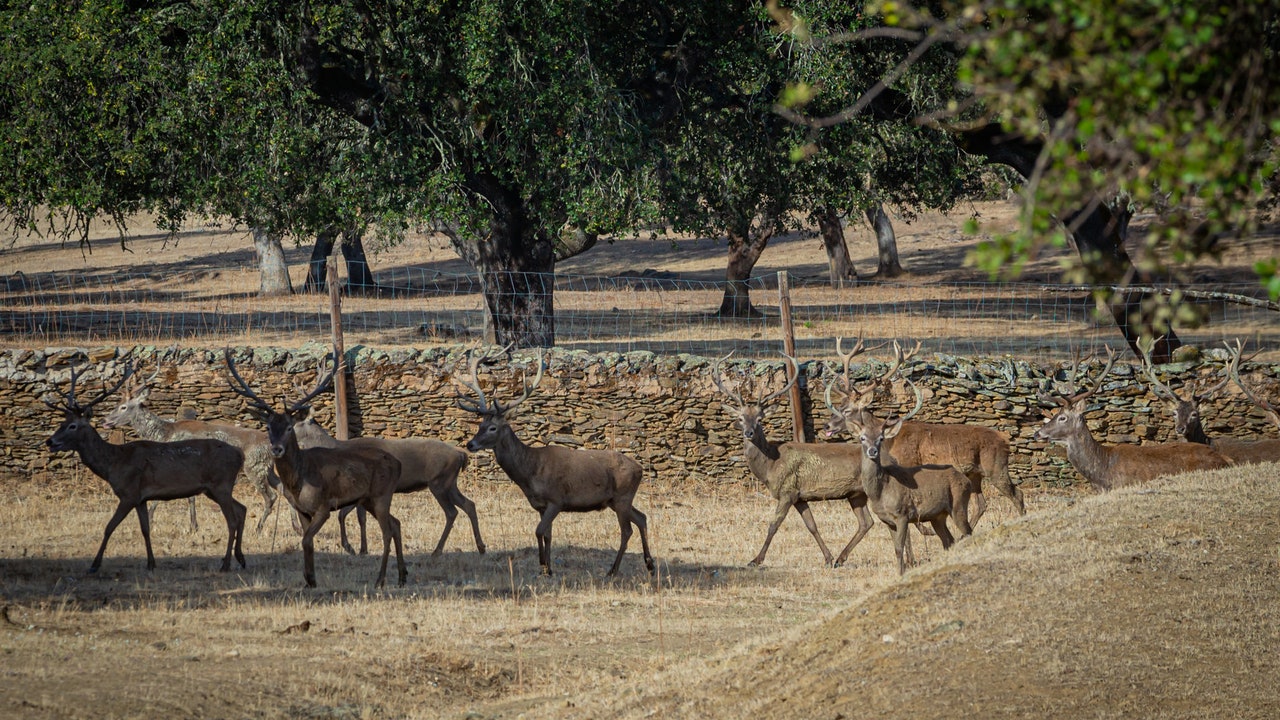 Tiempo de berrea en Castilla-La Mancha: así puedes disfrutar gratis del espectáculo más salvaje del otoño