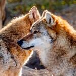 Solicitan suspensión de la caza y los controles de lobo en las zonas afectadas por incendios forestales