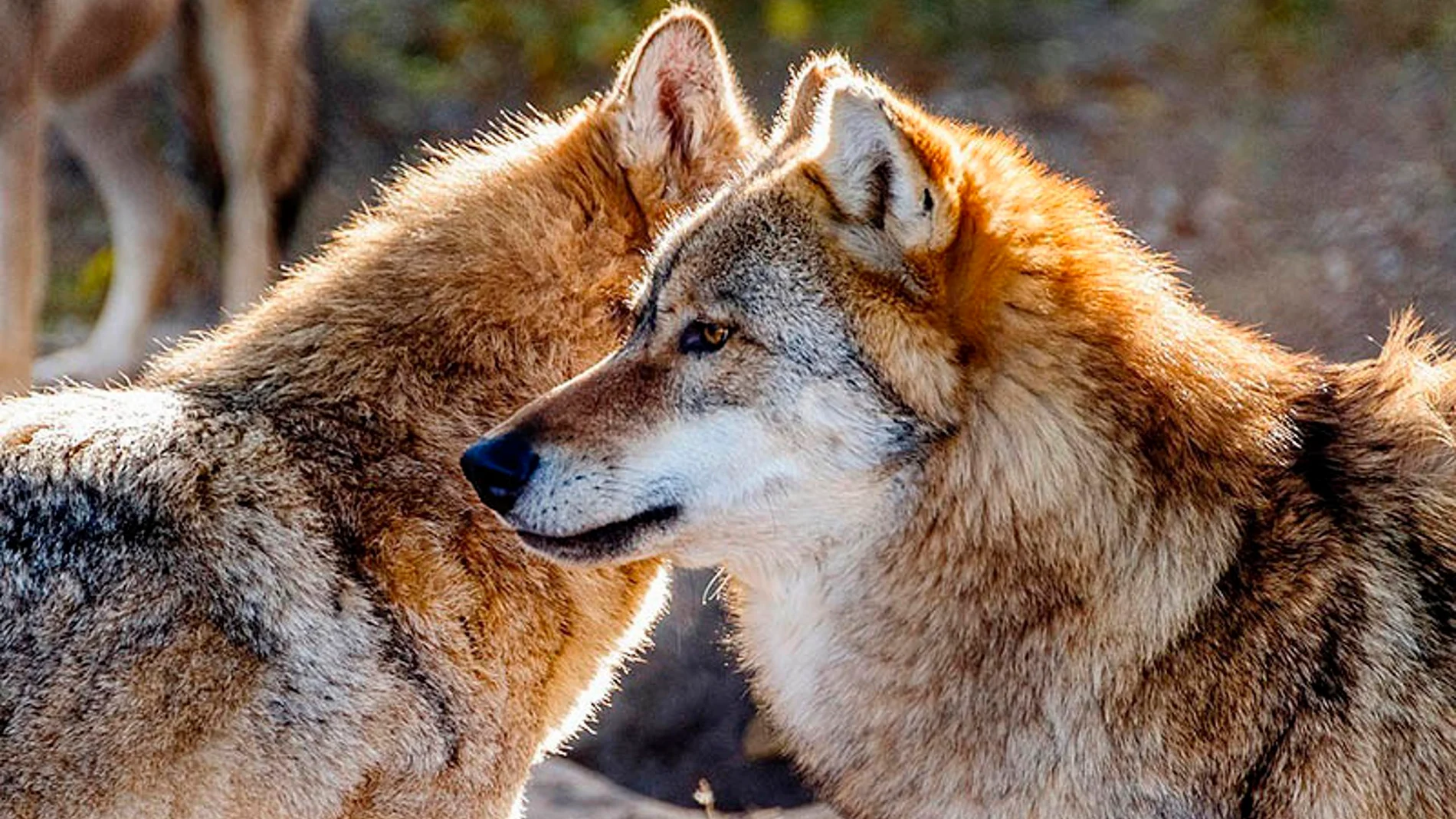 Solicitan suspensión de la caza y los controles de lobo en las zonas afectadas por incendios forestales