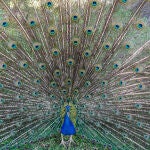 Crece la preocupación por la gripe aviar: encuentran tres pavos reales muertos en el Alcázar