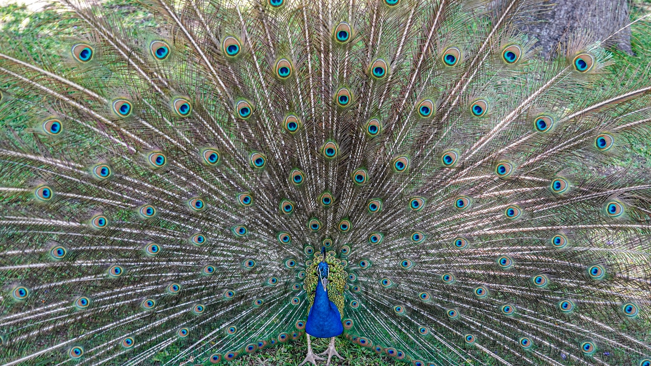 Crece la preocupación por la gripe aviar: encuentran tres pavos reales muertos en el Alcázar