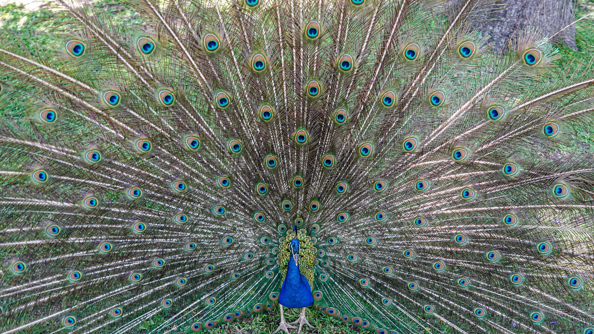 Crece la preocupación por la gripe aviar: encuentran tres pavos reales muertos en el Alcázar