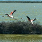Imágenes de aves en los terrenos de la finca 'Veta la Palma'