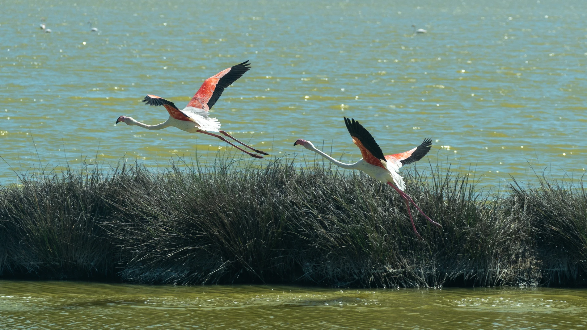 Imágenes de aves en los terrenos de la finca 'Veta la Palma'