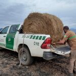 Celadores de Medio Ambiente de la Reserva Regional de Caza de Riaño realizan aporte de alimentos para la fauna silvestre en los terrenos incendiados