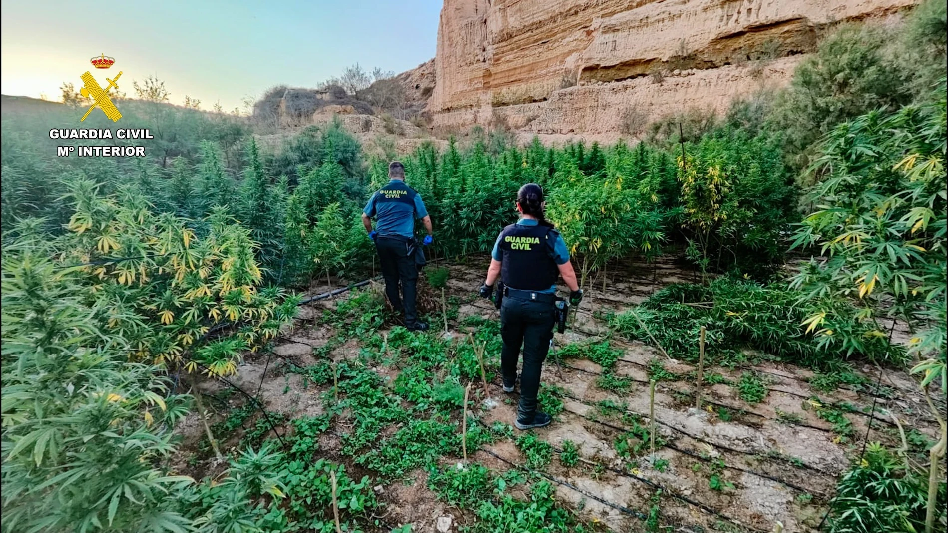 Tres detenidos en El Ejido tras desmantelar una plantación con más de 2.000 plantas de marihuana