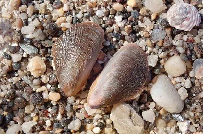 Almería.-Detectan por primera vez en Andalucía ejemplares de mejillón egipcio en aguas de Cabo de Gata y Carboneras