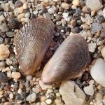 Almería.-Detectan por primera vez en Andalucía ejemplares de mejillón egipcio en aguas de Cabo de Gata y Carboneras